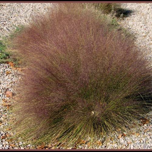 Muhlenbergia reverchonii UNDAUNTED; dense clump of feathery, upright, tufted, purple-green grass
