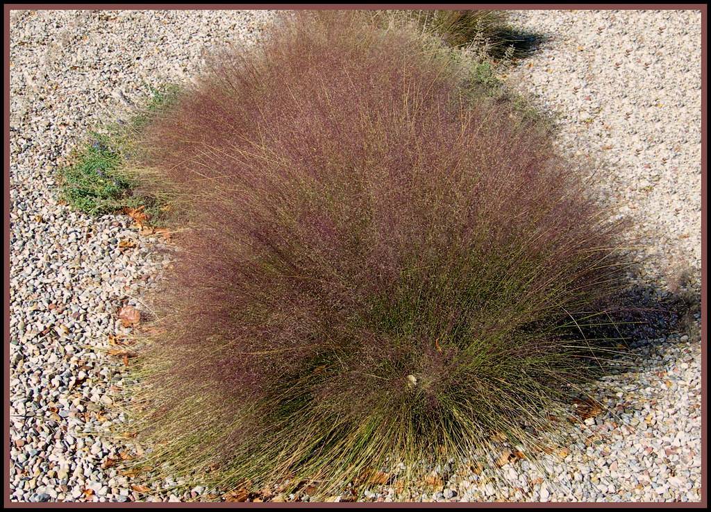 Muhlenbergia reverchonii UNDAUNTED; dense clump of feathery, upright,  tufted,  purple-green grass 