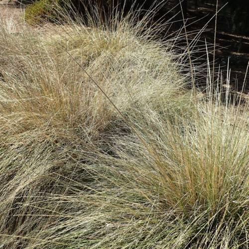 gold-olive foliage