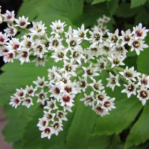 clusters of small, cup-shaped, white flowers with red stamens, and large green leaves