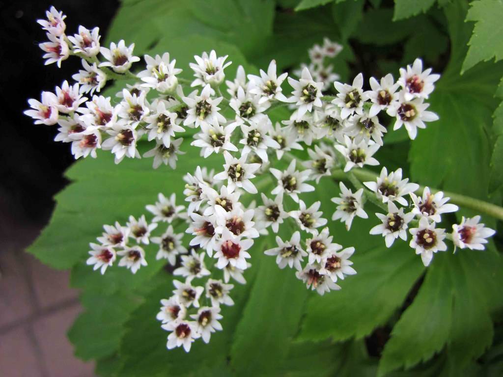 clusters of small, cup-shaped, white flowers with red stamens, and large green leaves