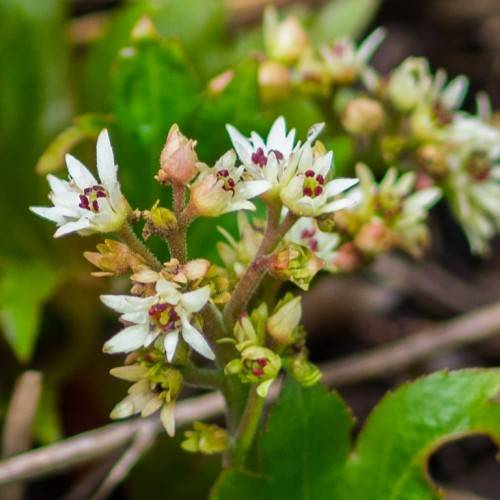 clusters of small, white flowers with red-green stamens, along red-green, hairy stems, and large, palmately, green leaves