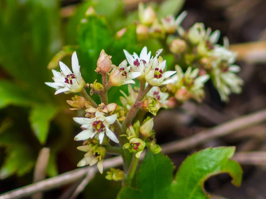 clusters of small, white flowers with red-green stamens, along red-green, hairy stems, and large, palmately, green leaves
