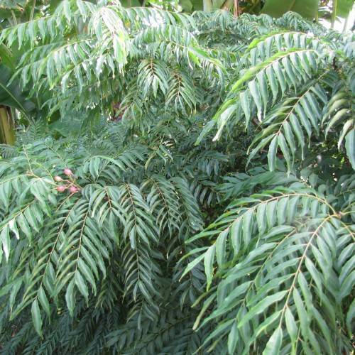 Murraya koenigii; pinnate-shaped, green leaves consisting of multiple small, green, lanceolate, shiny leaflets