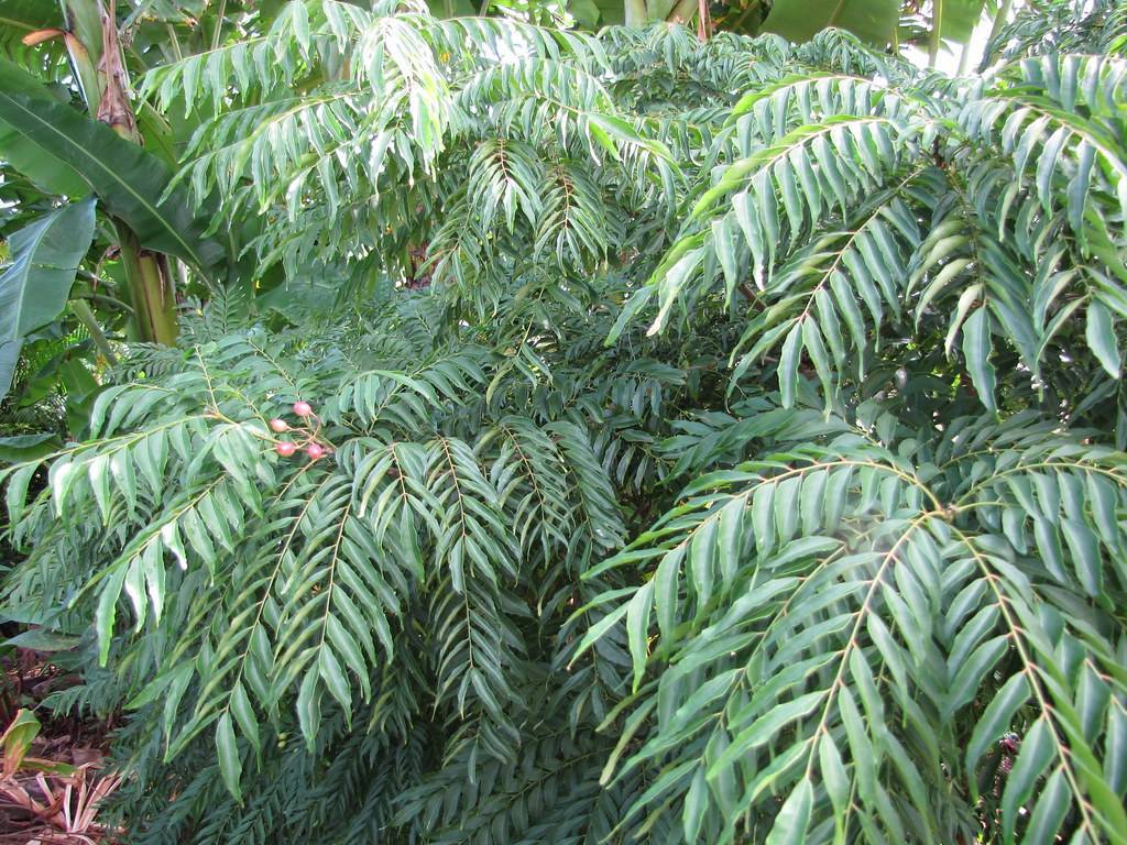 Murraya koenigii; pinnate-shaped, green leaves consisting of multiple small, green, lanceolate, shiny leaflets