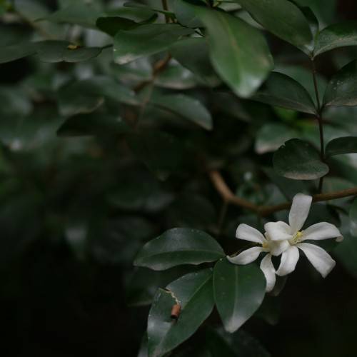 Murraya paniculata; small, velvety, white flowers with shiny, dark-green, ovate leaves, and brown, woody stems