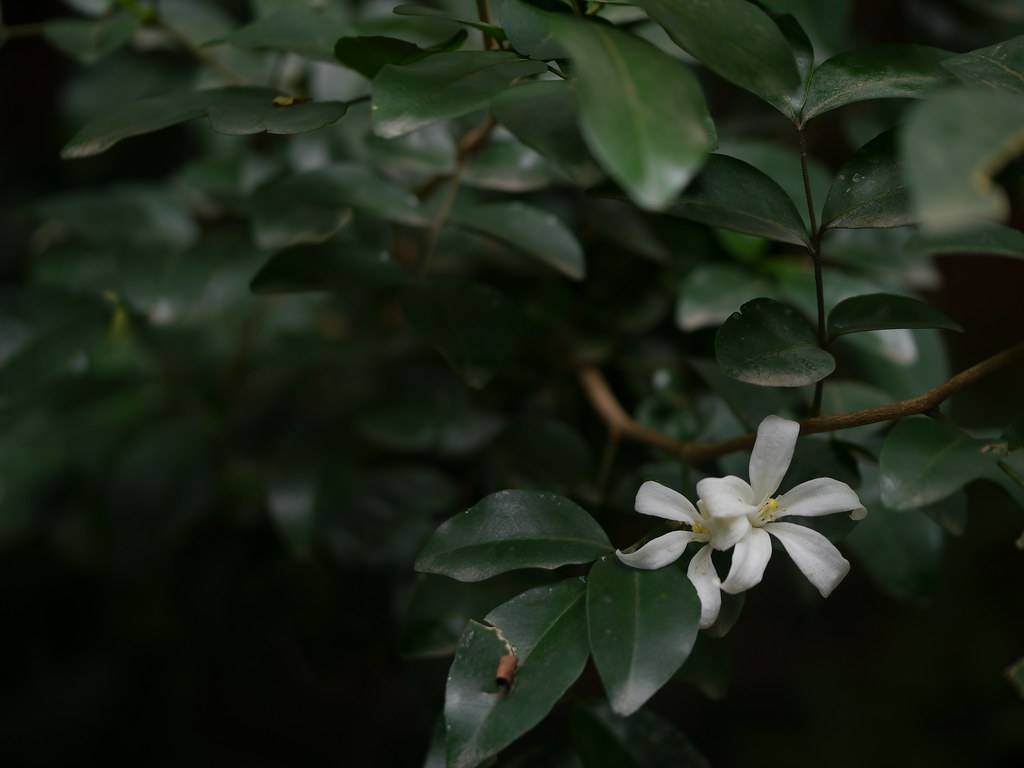 
Murraya paniculata; small, velvety, white flowers with shiny, dark-green, ovate leaves, and brown, woody stems