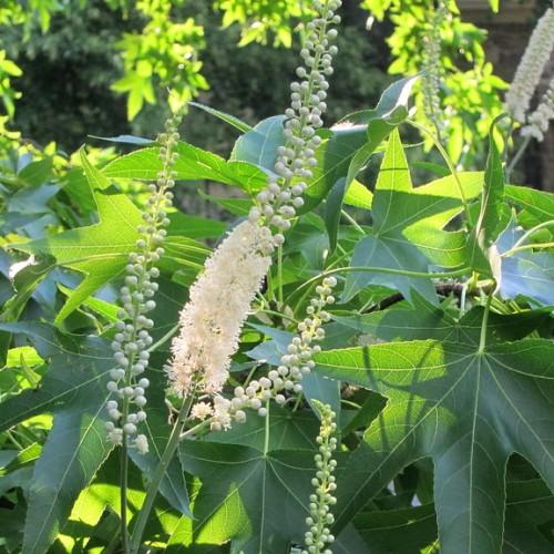 cream flowers with white buds, green leaves and lime stems