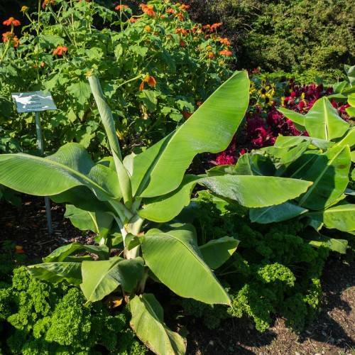 Musa acuminata; large, velvety, green, ovate leaves with creamy-green midribs and petioles
