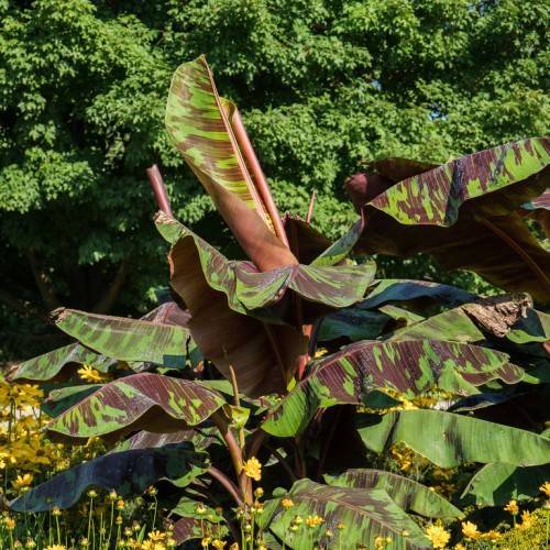 Musa acuminata 'Zebrina'; large, velvety, burgundy-green, oblong leaves with red midribs and petioles