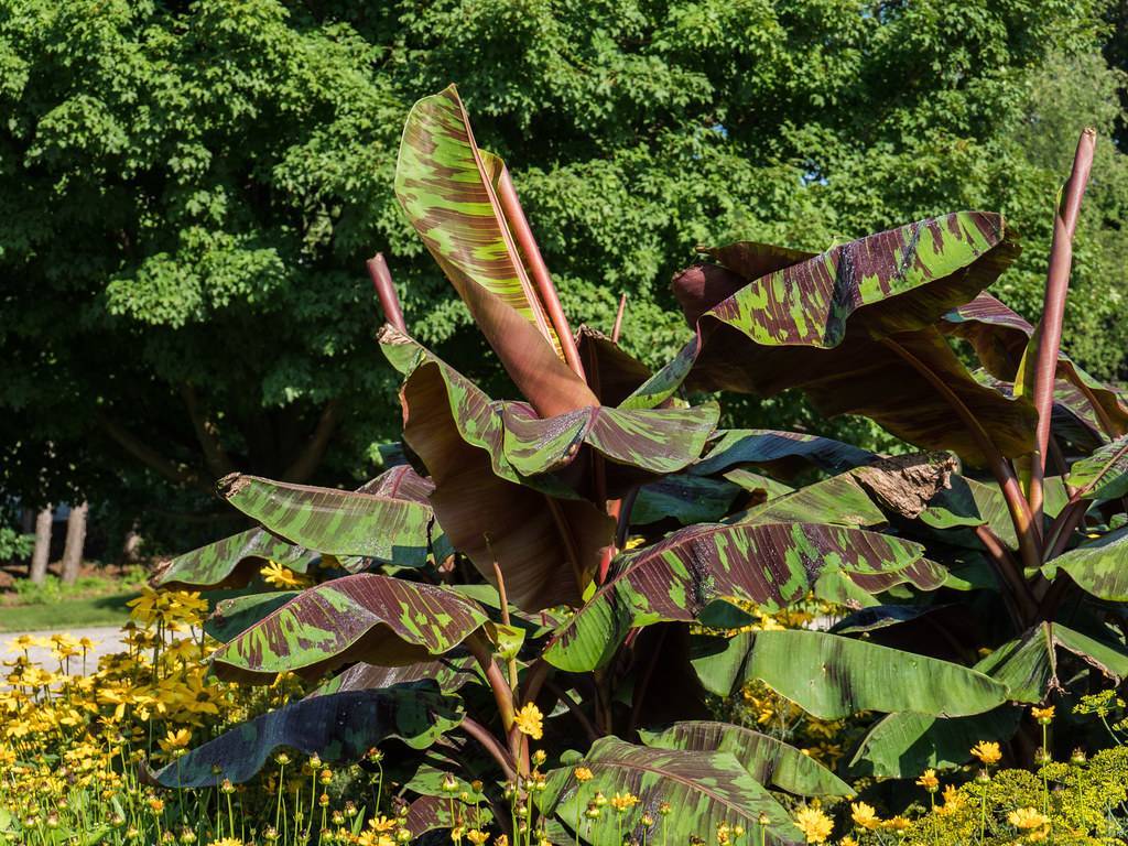 
Musa acuminata 'Zebrina'; large, velvety, burgundy-green, oblong leaves with red midribs and petioles