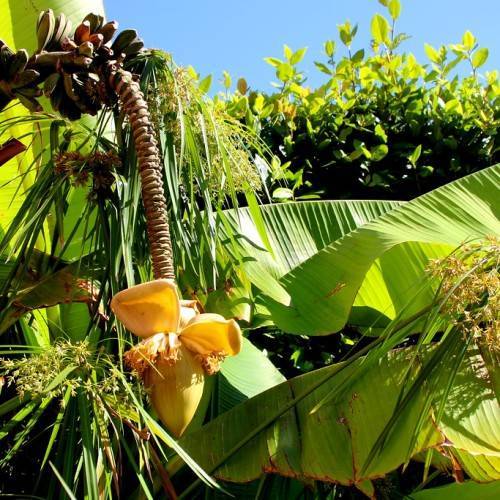 Musa basjoo; vibrant-yellow, large, pendulous flower with vibrant vibrant-yellow bracts, lush, green, large leaves, and rough, brown stem