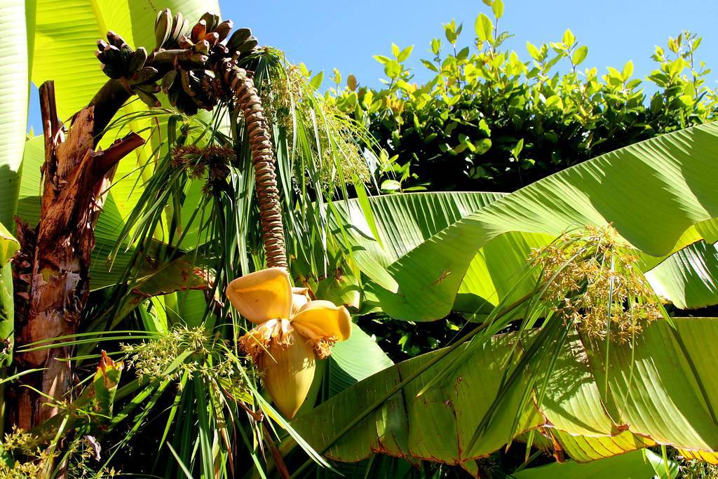 
Musa basjoo; vibrant-yellow, large, pendulous flower with vibrant vibrant-yellow bracts, lush, green, large leaves, and rough, brown stem