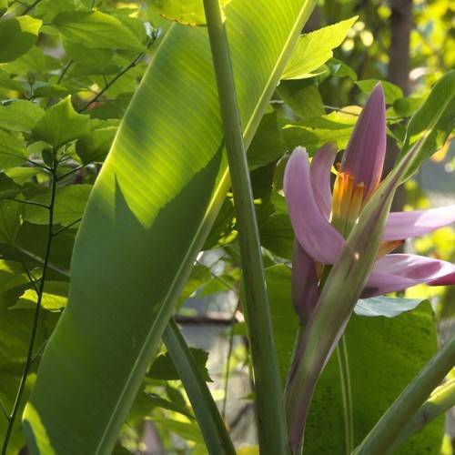 Musa ornata; purple, large flower with green, large, shiny leaves, and long, green stems