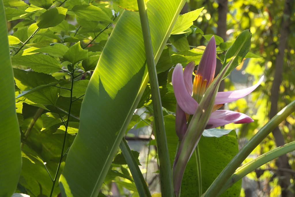 
Musa ornata; purple, large flower with green, large, shiny leaves, and long, green stems 