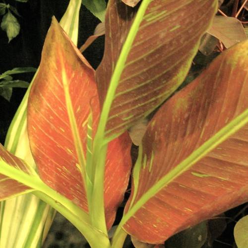 Musa 'Siam Ruby'; elongated, reddish-green, large leaves with yellow-green midribs