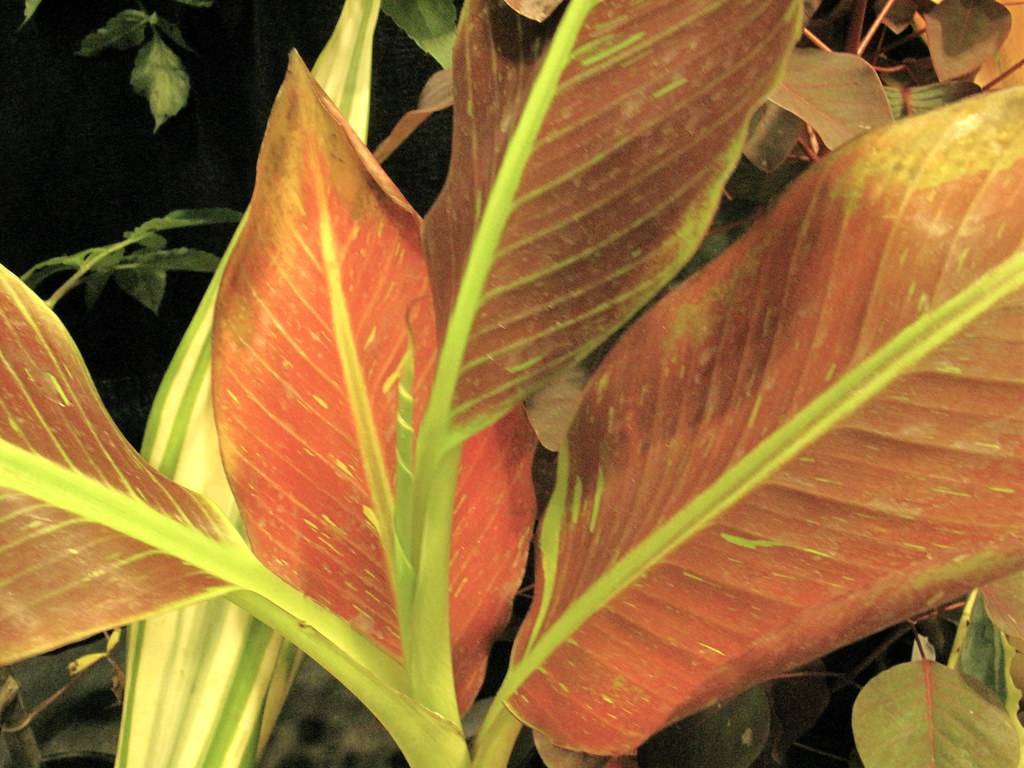 Musa 'Siam Ruby'; elongated, reddish-green, large leaves with yellow-green midribs 