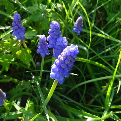 Muscari armeniacum; clusters of small, velvety, blue flowers in spike-shape with slender green stems and grass-like, green leaves