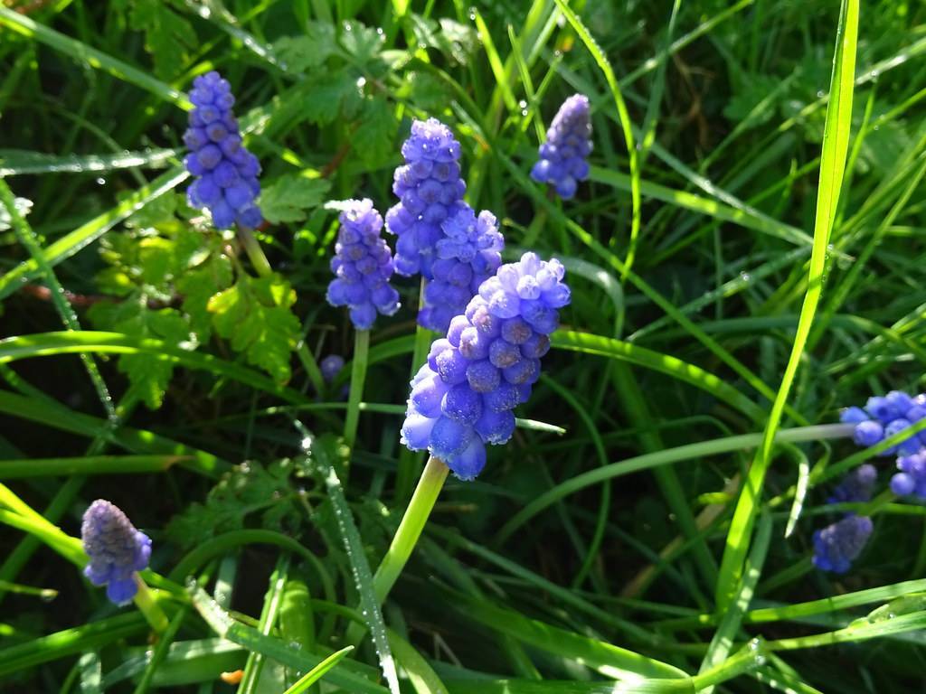 Muscari armeniacum; clusters of small, velvety, blue flowers in spike-shape with slender green stems and grass-like, green leaves