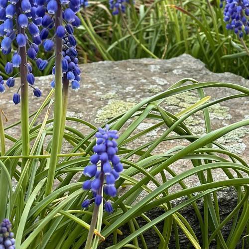 
Muscari armeniacum 'Cantab'; clusters of small, velvety, blue, tubular flowers in spike-shape with slender violet-green stems and grass-like, green leaves