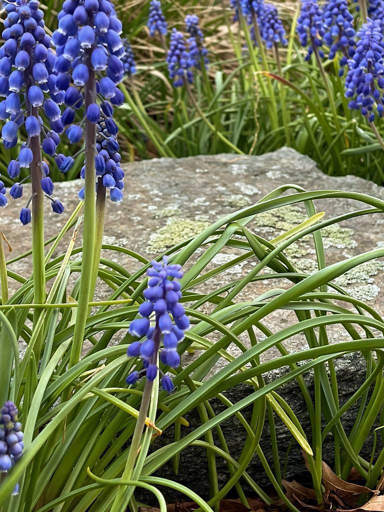 
Muscari armeniacum 'Cantab'; clusters of small, velvety, blue, tubular flowers in spike-shape with slender violet-green stems and grass-like, green leaves