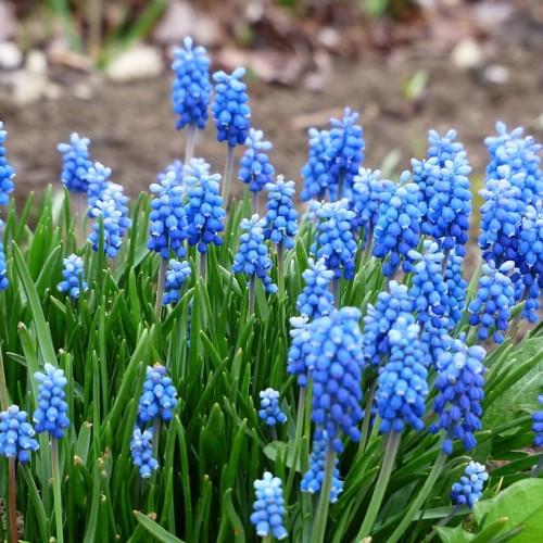 Light-blue buds, violet petiole, green stems and leaves.