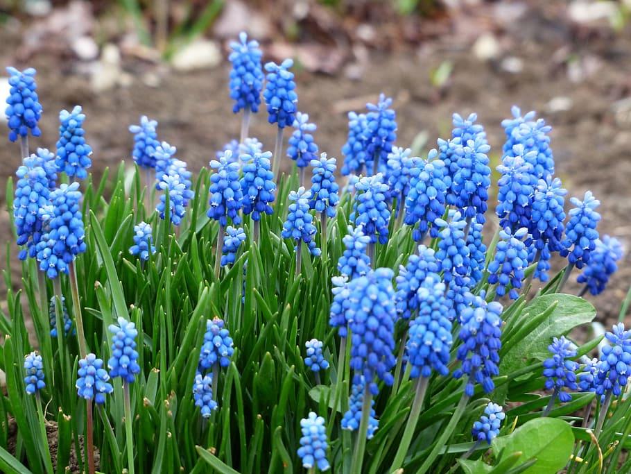 Light-blue buds, violet petiole, green stems and leaves.