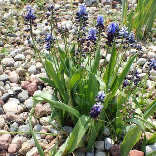 Violet flowers, with dark-blue buds, green leaves and stems.