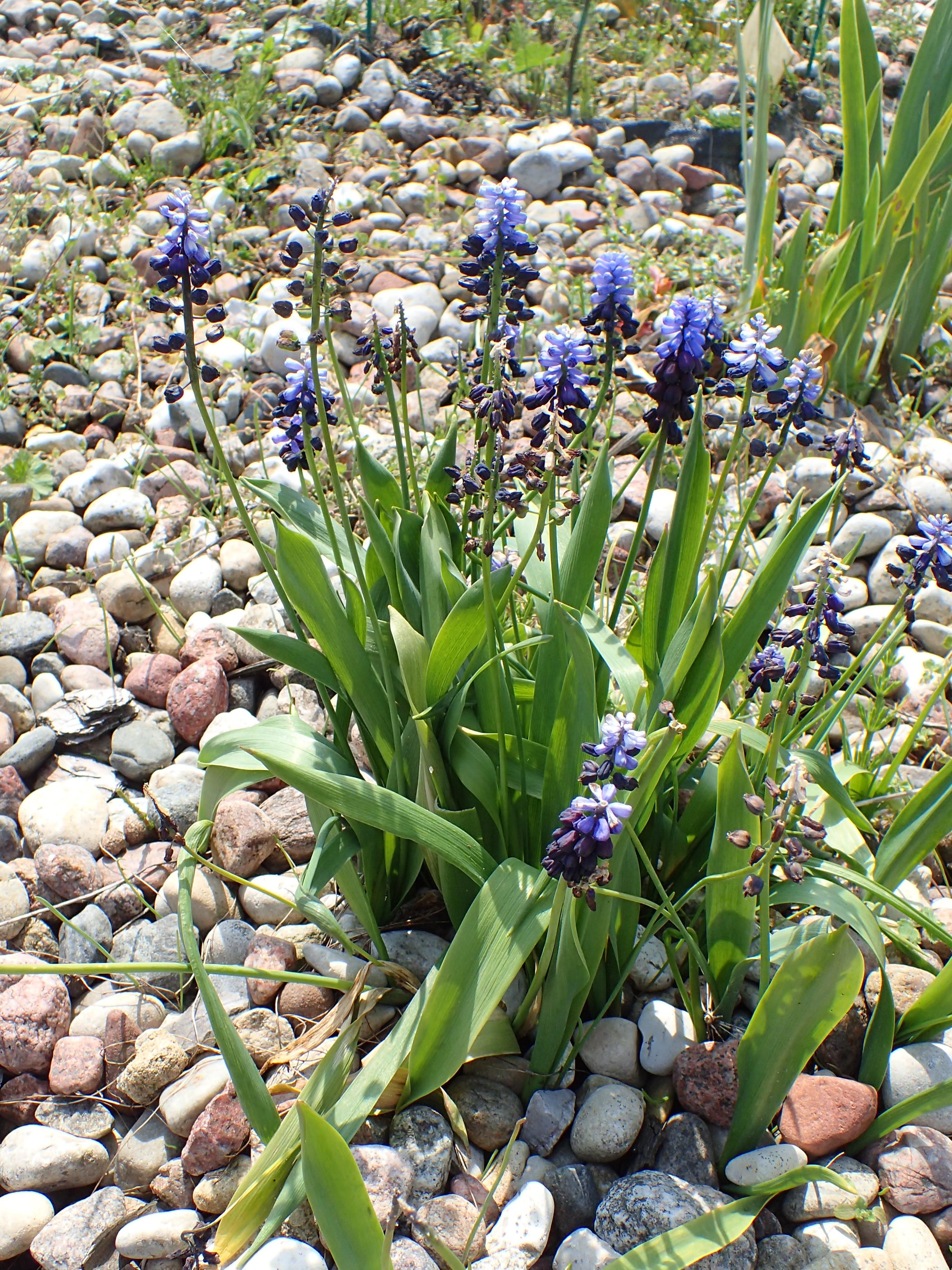 Violet flowers, with dark-blue buds, green leaves and stems.
