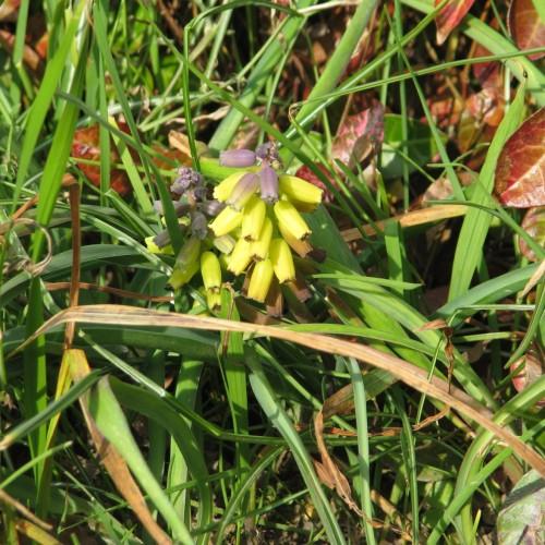 Yellow-purple flowers with purple buds, green leaves and stems.