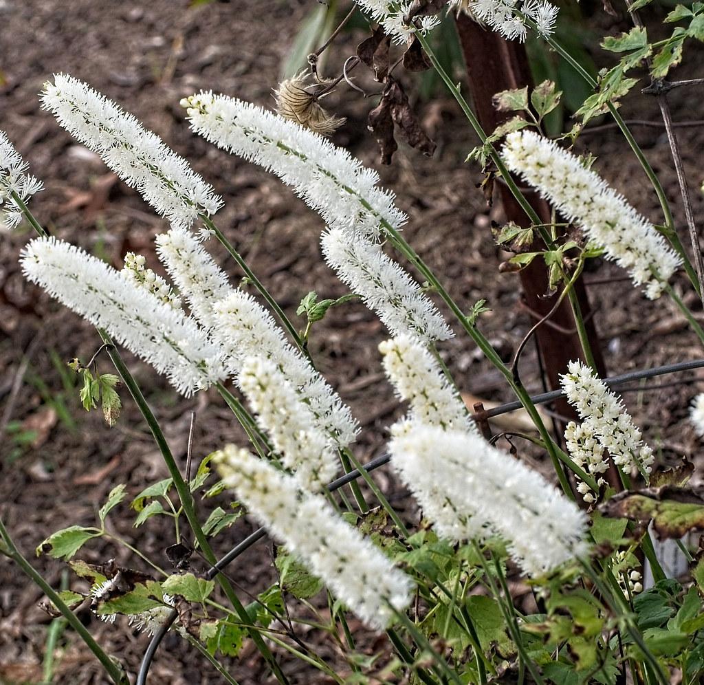 Tiny white blooms, growing on a green stem and green leaves.