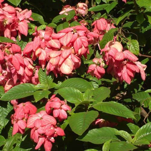 pink flowers with olive leaves and brown stems