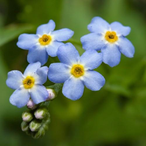 Violet flowers with yellow-white center, orange anthers, lavender-green buds and green petiole.