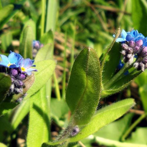 Myosotis sylvatica; clusters of small, blue flowers, violet, hairy buds, green, hairy, lanceolate leaves