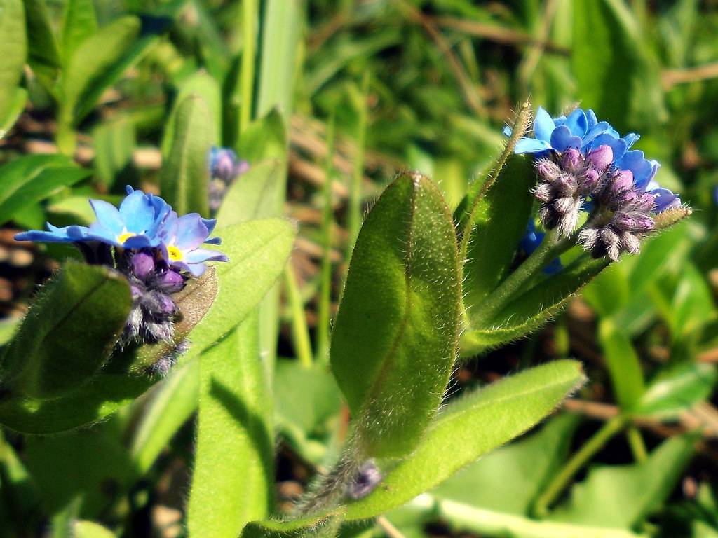 Myosotis sylvatica; clusters of small, blue flowers, violet, hairy buds, green, hairy, lanceolate leaves