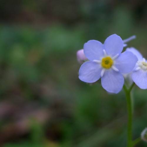 Myosotis sylvatica 'Victoria Blue'; star-shaped, baby-blue flower with yellow stamens, and green stem