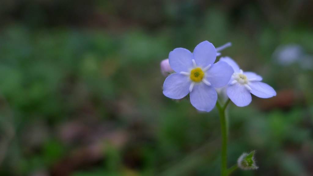 Myosotis sylvatica 'Victoria Blue'; star-shaped, baby-blue flower with yellow stamens, and green stem