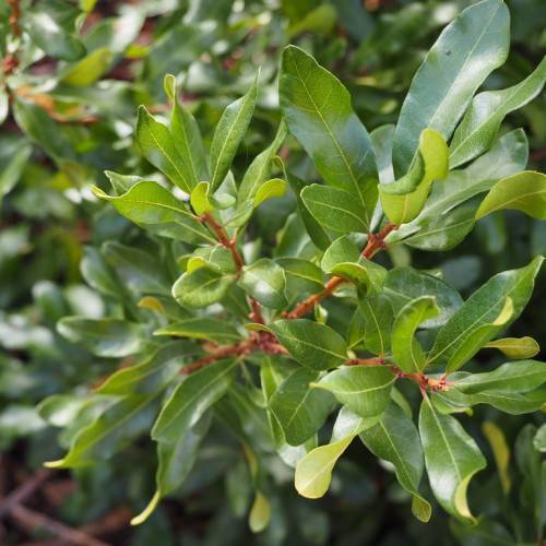 Myrica pensylvanica; glossy, green, lanceolate, leaves with smooth margins, and shiny, brown stems