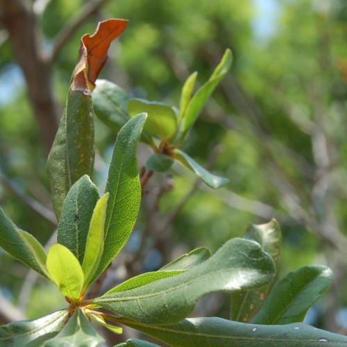 Green leaves with yellow-beige petiole, beige stems, yellow midrib and veins.