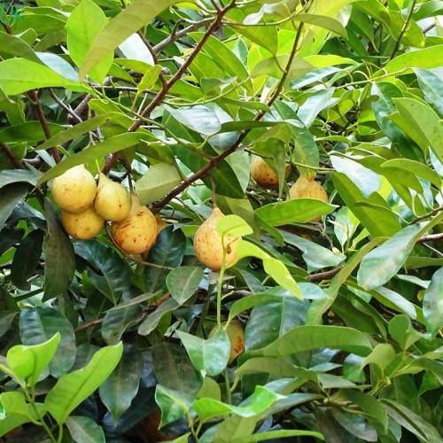 Yellow-orange fruits, with green leaves and petiole, brown stems and yellow midrib.