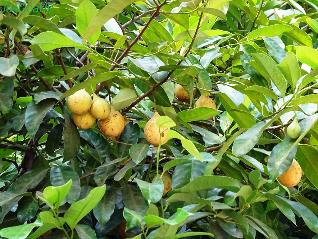 Yellow-orange fruits, with green leaves and petiole, brown stems and yellow midrib.