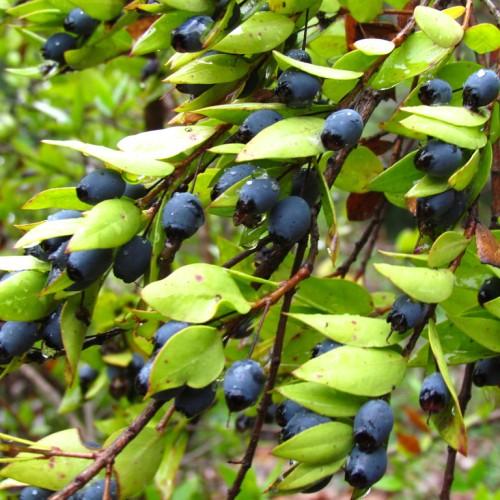 Violet fruits, brown stems, green leaves and petiole,