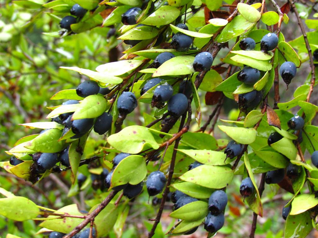 Violet fruits,  brown stems, green leaves and petiole, 
