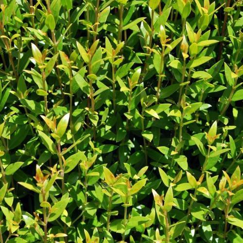 Myrica communis; shiny, pale-green, lanceolate, leaves with smooth margins, and shiny, slender, yellow-green stems