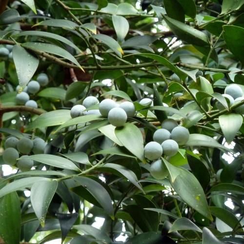 Green fruit, with leaves, green stems and petiole.