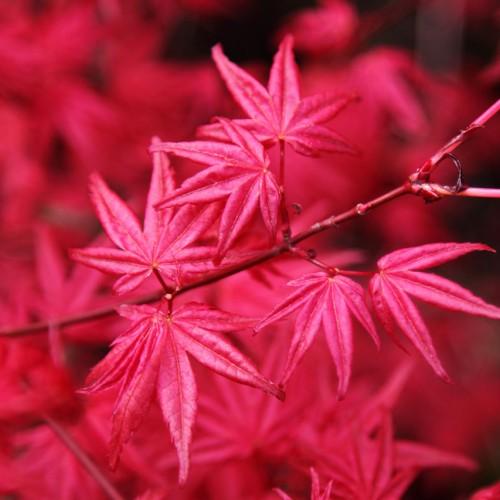 Pink-red leaves, with red stems.
