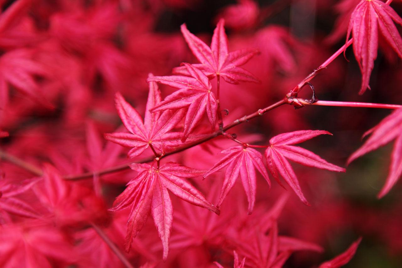 Pink-red leaves, with red stems.