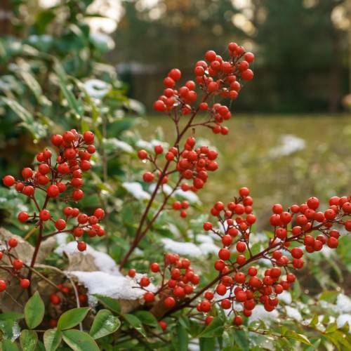cluster of glossy, round, red, small berries with reddish-brown stems