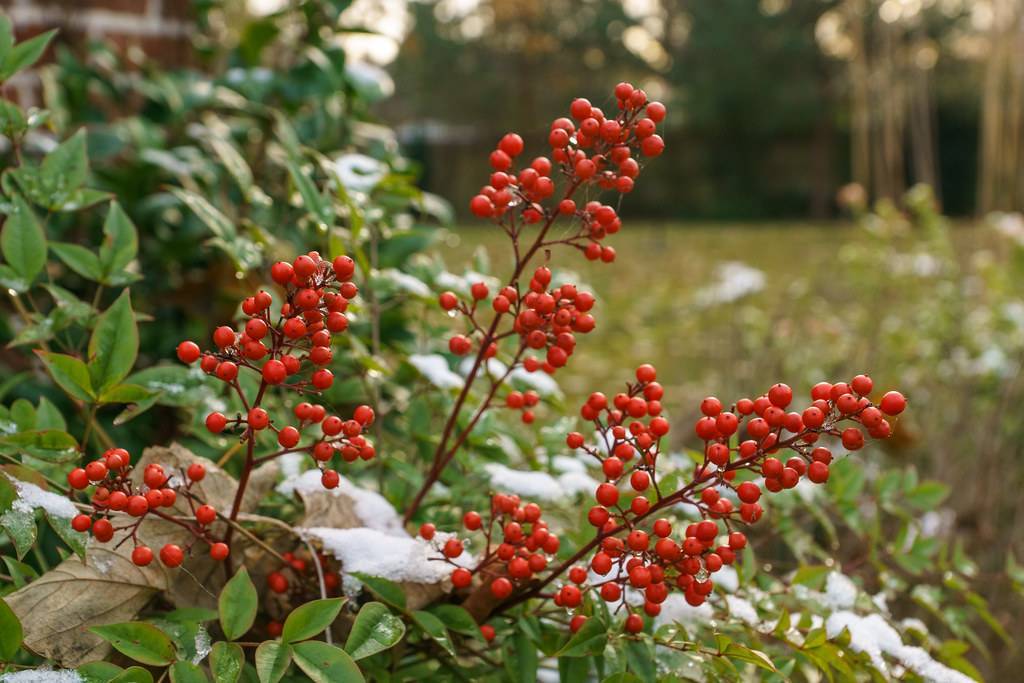 cluster of glossy, round, red, small berries with reddish-brown stems