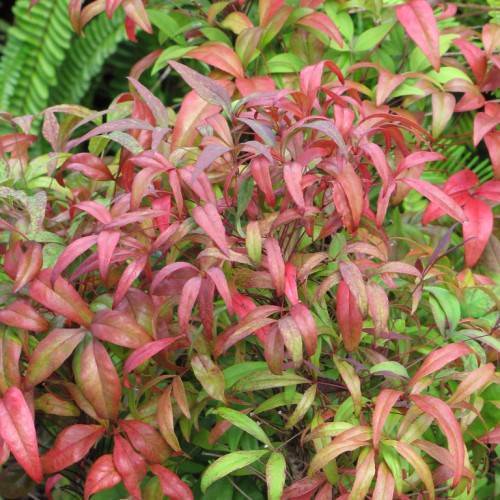 Nandina domestica 'Aka' BLUSH PINK ; lanceolate, reddish-green, shiny leaves with smooth margins, and reddish-green, shiny petioles